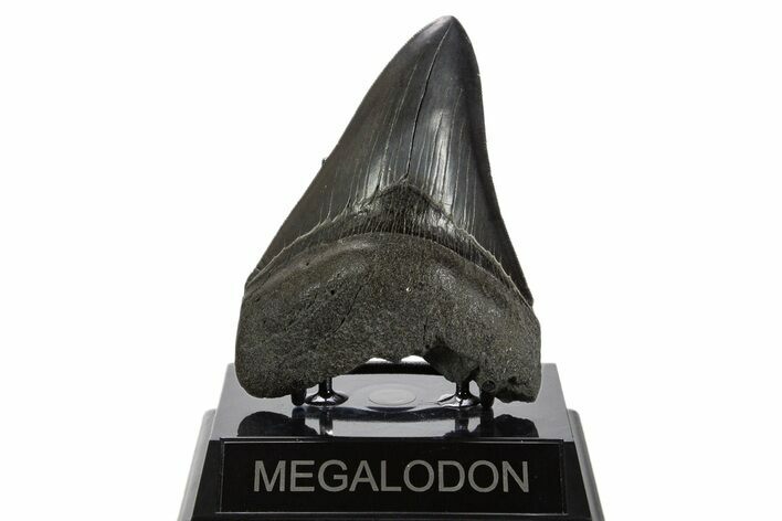 Serrated, Fossil Megalodon Tooth - South Carolina #340155